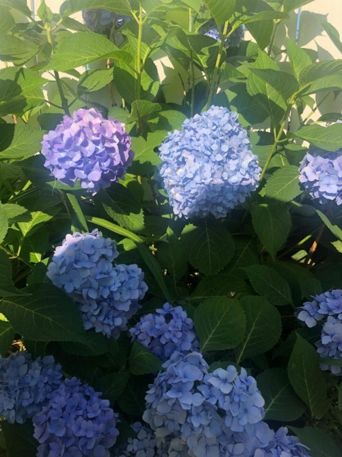 Ottaway Inn LLC image 12